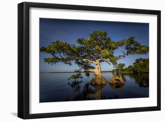 Blue Cypress-Dennis Goodman-Framed Photographic Print