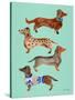 Blue Dachshunds-Cat Coquillette-Stretched Canvas