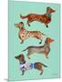 Blue Dachshunds-Cat Coquillette-Mounted Art Print