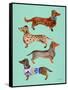 Blue Dachshunds-Cat Coquillette-Framed Stretched Canvas