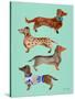 Blue Dachshunds-Cat Coquillette-Stretched Canvas