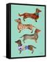 Blue Dachshunds-Cat Coquillette-Framed Stretched Canvas