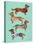 Blue Dachshunds-Cat Coquillette-Stretched Canvas