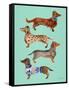 Blue Dachshunds-Cat Coquillette-Framed Stretched Canvas