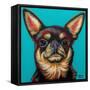Blue Dark Chihuahua-Carolee Vitaletti-Framed Stretched Canvas