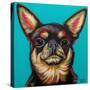 Blue Dark Chihuahua-Carolee Vitaletti-Stretched Canvas