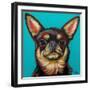 Blue Dark Chihuahua-Carolee Vitaletti-Framed Art Print