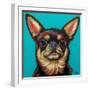 Blue Dark Chihuahua-Carolee Vitaletti-Framed Art Print