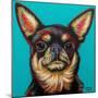 Blue Dark Chihuahua-Carolee Vitaletti-Mounted Art Print