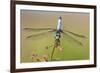 Blue Dasher male in wetland Marion County, Illinois-Richard & Susan Day-Framed Photographic Print