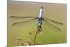 Blue Dasher male in wetland Marion County, Illinois-Richard & Susan Day-Mounted Photographic Print