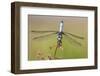 Blue Dasher male in wetland Marion County, Illinois-Richard & Susan Day-Framed Photographic Print