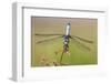 Blue Dasher male in wetland Marion County, Illinois-Richard & Susan Day-Framed Photographic Print