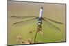 Blue Dasher male in wetland Marion County, Illinois-Richard & Susan Day-Mounted Photographic Print