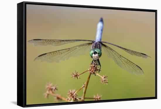 Blue Dasher male in wetland Marion County, Illinois-Richard & Susan Day-Framed Stretched Canvas