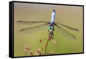 Blue Dasher male in wetland Marion County, Illinois-Richard & Susan Day-Framed Stretched Canvas