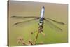 Blue Dasher male in wetland Marion County, Illinois-Richard & Susan Day-Stretched Canvas