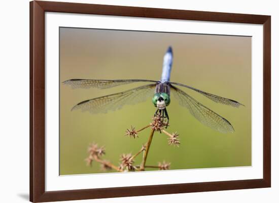 Blue Dasher male in wetland Marion County, Illinois-Richard & Susan Day-Framed Premium Photographic Print