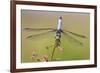 Blue Dasher male in wetland Marion County, Illinois-Richard & Susan Day-Framed Premium Photographic Print