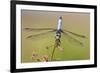 Blue Dasher male in wetland Marion County, Illinois-Richard & Susan Day-Framed Premium Photographic Print