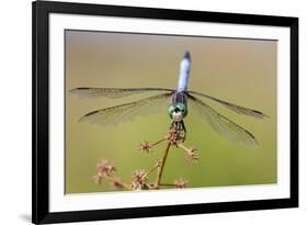 Blue Dasher male in wetland Marion County, Illinois-Richard & Susan Day-Framed Premium Photographic Print