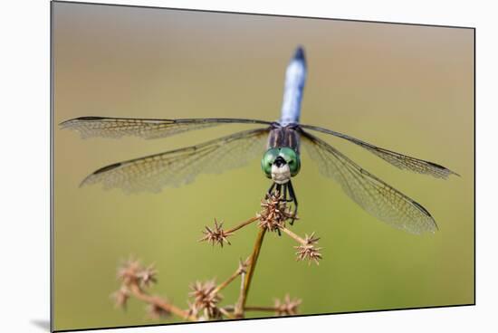 Blue Dasher male in wetland Marion County, Illinois-Richard & Susan Day-Mounted Premium Photographic Print