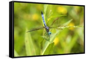 Blue Dasher male obelisking, Marion County, Illinois-Richard & Susan Day-Framed Stretched Canvas