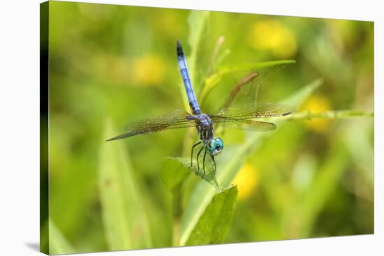 Blue Dasher male obelisking, Marion County, Illinois-Richard & Susan Day-Stretched Canvas