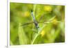 Blue Dasher male obelisking, Marion County, Illinois-Richard & Susan Day-Framed Photographic Print