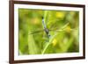 Blue Dasher male obelisking, Marion County, Illinois-Richard & Susan Day-Framed Premium Photographic Print