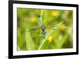 Blue Dasher male obelisking, Marion County, Illinois-Richard & Susan Day-Framed Premium Photographic Print