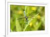 Blue Dasher male obelisking, Marion County, Illinois-Richard & Susan Day-Framed Photographic Print