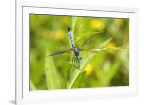 Blue Dasher male obelisking, Marion County, Illinois-Richard & Susan Day-Framed Photographic Print