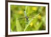 Blue Dasher male obelisking, Marion County, Illinois-Richard & Susan Day-Framed Photographic Print