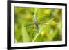 Blue Dasher male obelisking, Marion County, Illinois-Richard & Susan Day-Framed Photographic Print