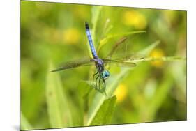 Blue Dasher male obelisking, Marion County, Illinois-Richard & Susan Day-Mounted Photographic Print