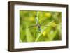 Blue Dasher male obelisking, Marion County, Illinois-Richard & Susan Day-Framed Photographic Print