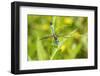 Blue Dasher male obelisking, Marion County, Illinois-Richard & Susan Day-Framed Photographic Print