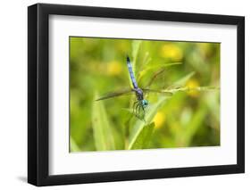 Blue Dasher male obelisking, Marion County, Illinois-Richard & Susan Day-Framed Photographic Print
