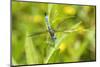 Blue Dasher male obelisking, Marion County, Illinois-Richard & Susan Day-Mounted Photographic Print