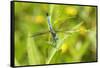 Blue Dasher male obelisking, Marion County, Illinois-Richard & Susan Day-Framed Stretched Canvas