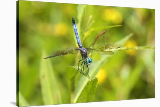 Blue Dasher male obelisking, Marion County, Illinois-Richard & Susan Day-Stretched Canvas