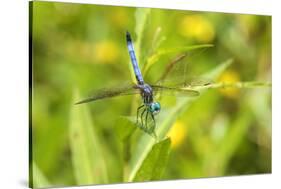 Blue Dasher male obelisking, Marion County, Illinois-Richard & Susan Day-Stretched Canvas