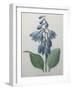 Blue Day Lillies-Pierre-Joseph Redoute-Framed Art Print