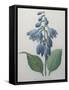 Blue Day Lillies-Pierre-Joseph Redoute-Framed Stretched Canvas