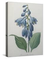 Blue Day Lillies-Pierre-Joseph Redoute-Stretched Canvas