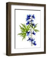 Blue Delphinium-Judy Stalus-Framed Premium Giclee Print