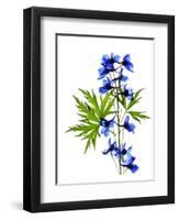 Blue Delphinium-Judy Stalus-Framed Premium Giclee Print