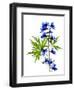 Blue Delphinium-Judy Stalus-Framed Premium Giclee Print