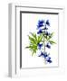 Blue Delphinium-Judy Stalus-Framed Premium Giclee Print